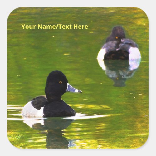 Ring_Necked Ducks Black  White Birds Green Water Square Sticker