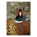 Ring Necked Pheasant