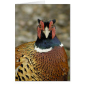 Ring Necked Pheasant (Front)