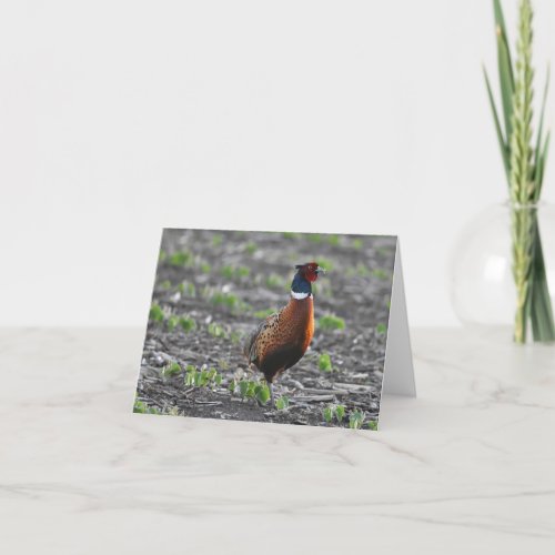 Ring_necked pheasant blank notecard