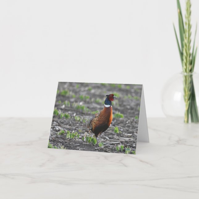 Ring-necked pheasant blank notecard (Front)