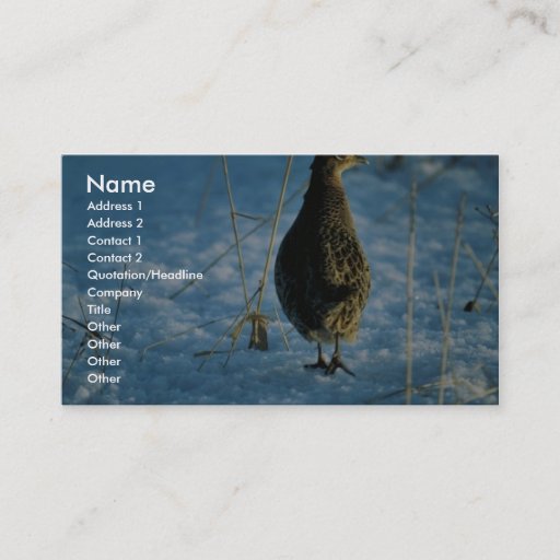 Customizable Ring-necked pheasant business card templates