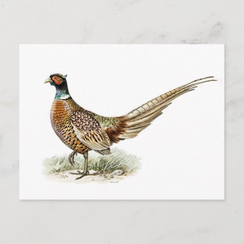Ring_necked Pheasant by the von Wright brothers  Postcard