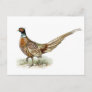 Ring-necked Pheasant by the von Wright brothers  Postcard