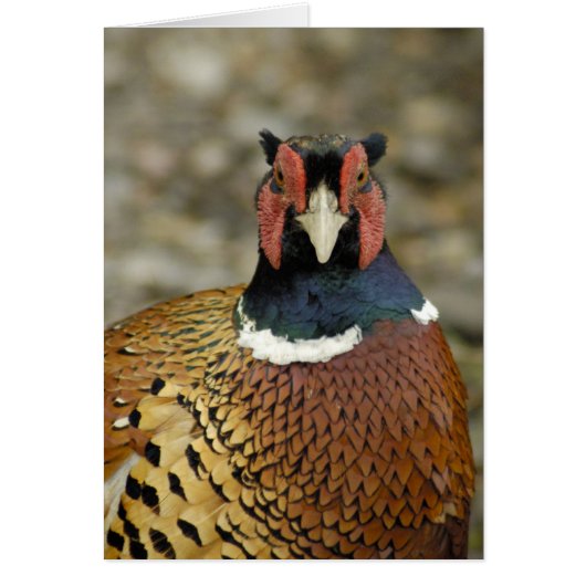 Ring Necked Pheasant Cards (Front)