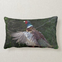 Ring Necked Pheasant