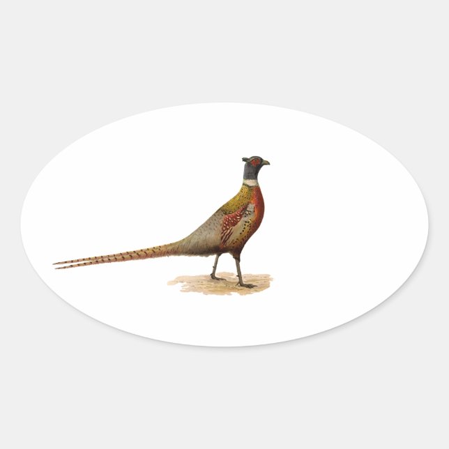 Ring-necked Pheasant Oval Sticker (Front)