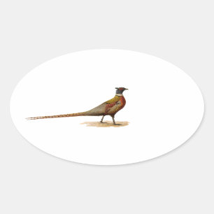 Ring-necked Pheasant Oval Sticker
