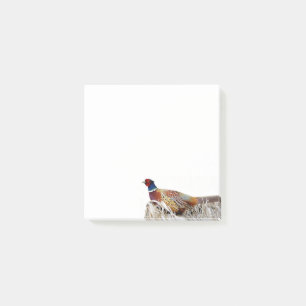 Ring-necked Pheasant Photo 3x3 Notes