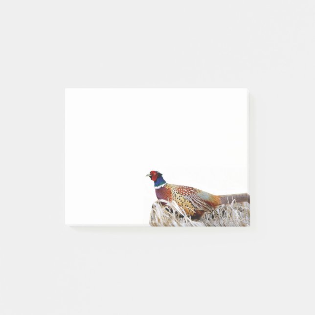 Ring-necked Pheasant Photo 4x3 Notes (Front)