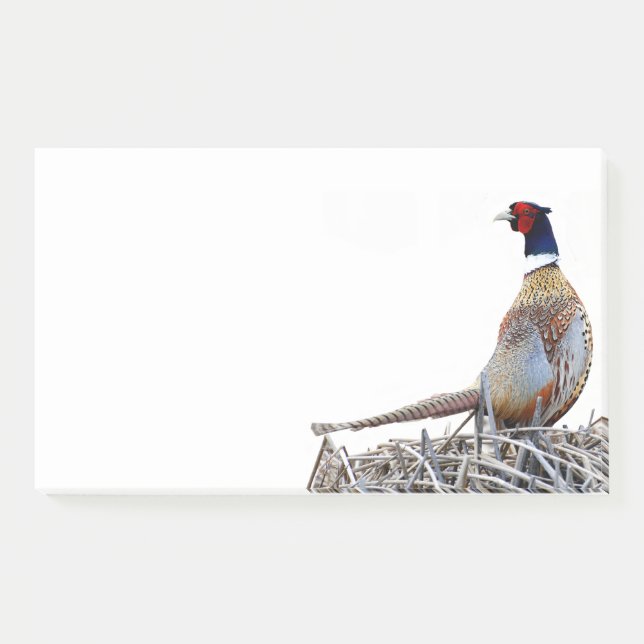 Ring-necked Pheasant Photo Notes (Front)