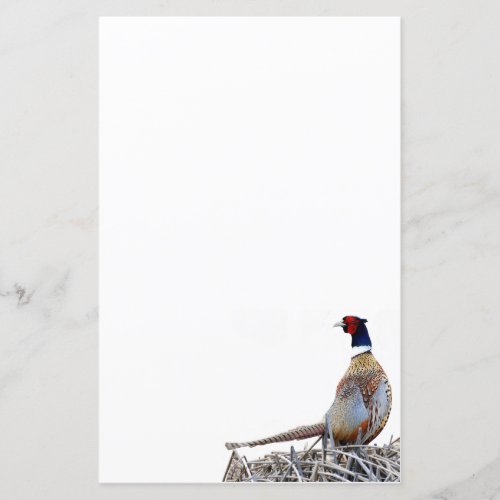 Ring_necked Pheasant Photo Stationery Paper