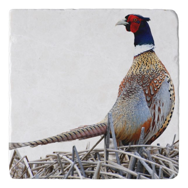 Ring-necked Pheasant Photo Stone Trivet (Front)