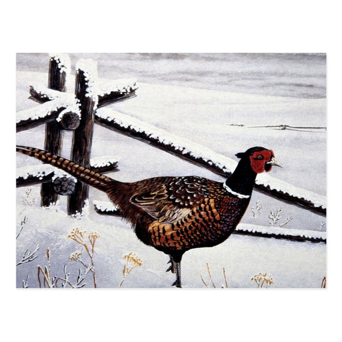 Ring necked pheasant post cards