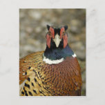 Ring Necked Pheasant Postcard