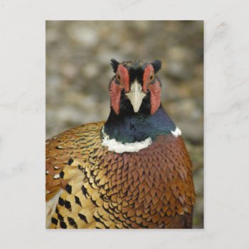 Ring Necked Pheasant Postcard by GoingPlaces at Zazzle