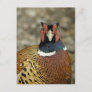 Ring Necked Pheasant Postcard