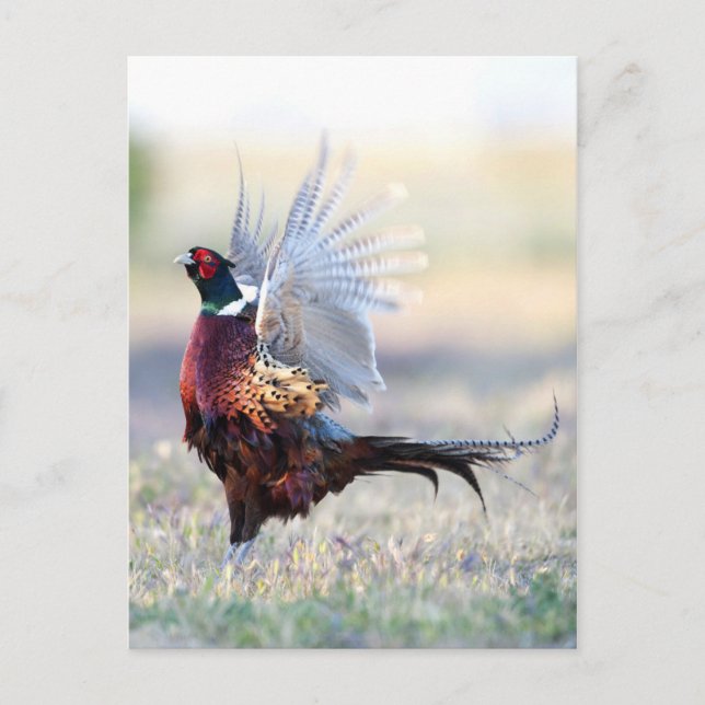 Ring-necked Pheasant Postcard (Front)