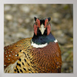 Ring Necked Pheasant Poster