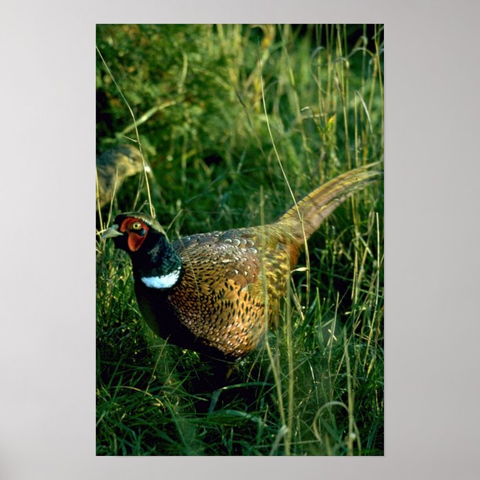 Ring necked pheasant poster