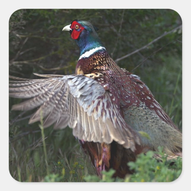 Ring Necked Pheasant Square Sticker (Front)