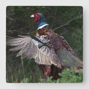 Ring Necked Pheasant Square Wall Clock