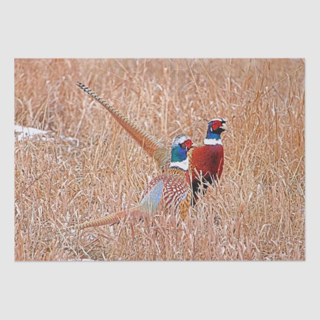 Ring-necked Pheasant  Tissue Paper (Front)