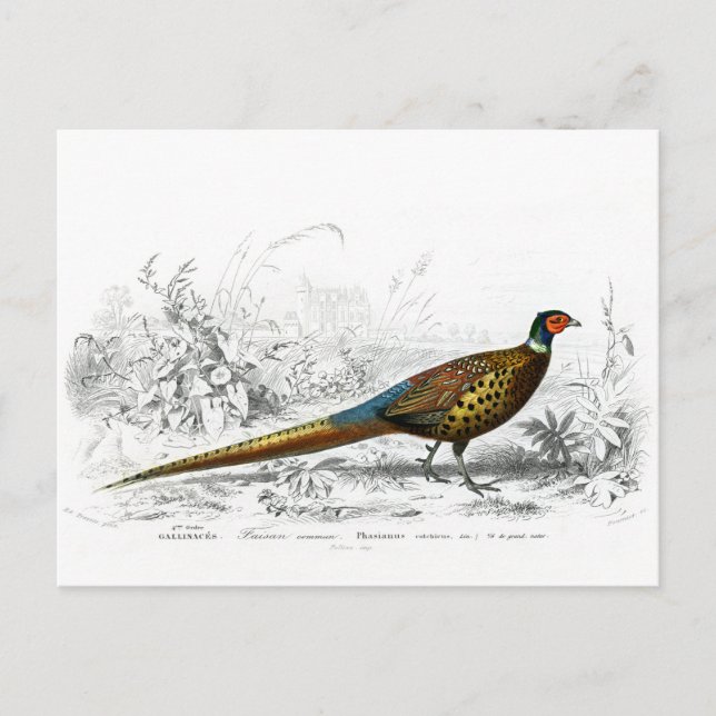 Ring Necked Pheasant - Vintage Art Postcard (Front)