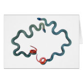 Ring-necked Snakes (Front Horizontal)