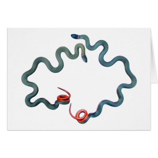 Ring-necked Snakes Cards (Front Horizontal)
