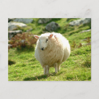 Ring of Kerry Sheep Postcard