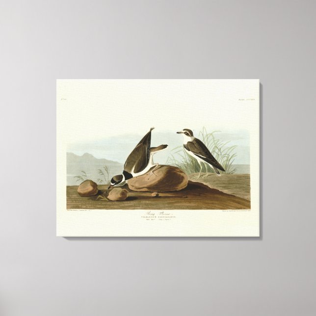 Ring Plover from Audubon's Birds of America Canvas Print (Front)