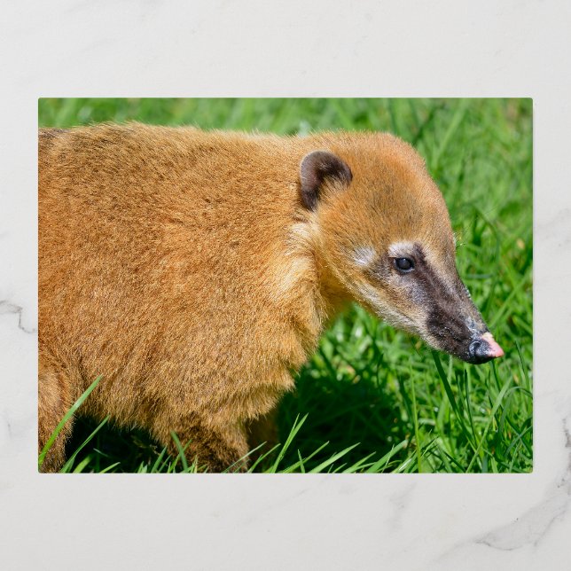 Ring-tailed Coati in grass Foil Holiday Postcard (Front)
