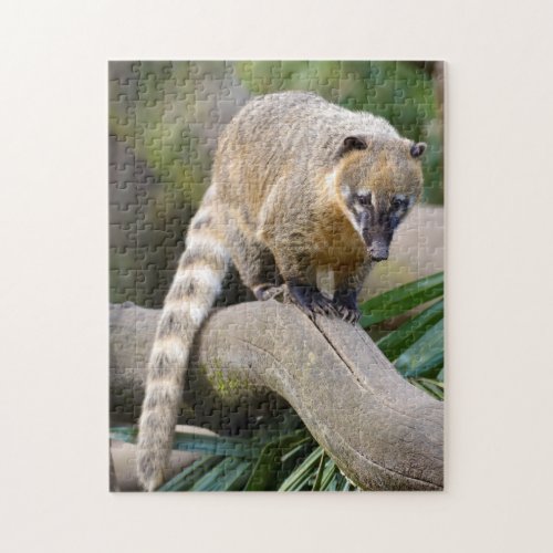 Ring_tailed Coati on branch Jigsaw Puzzle