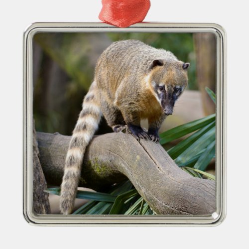 Ring_tailed Coati on branch Metal Ornament