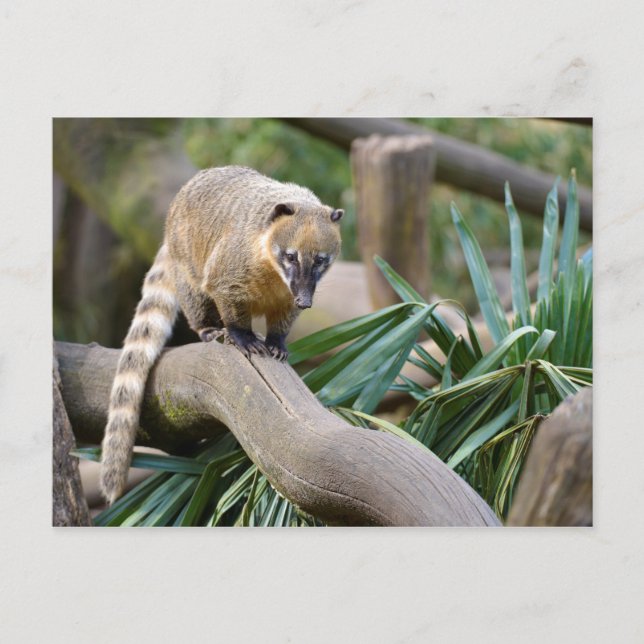 Ring-tailed Coati on branch Postcard (Front)