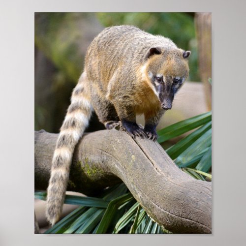 Ring_tailed Coati on branch Poster
