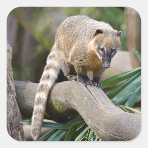 Ring_tailed Coati on branch Square Sticker
