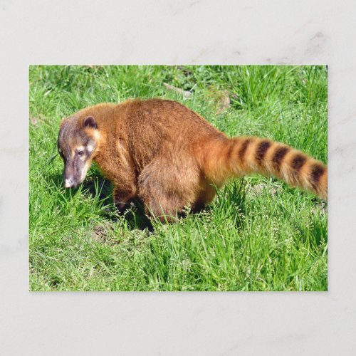 Ring_tailed Coati on grass Holiday Postcard