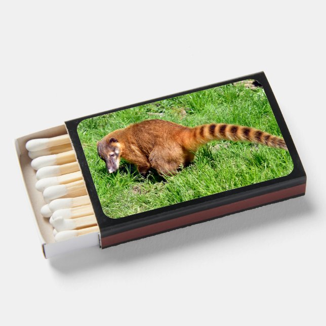 Ring-tailed Coati on grass Matchboxes (Front Open)