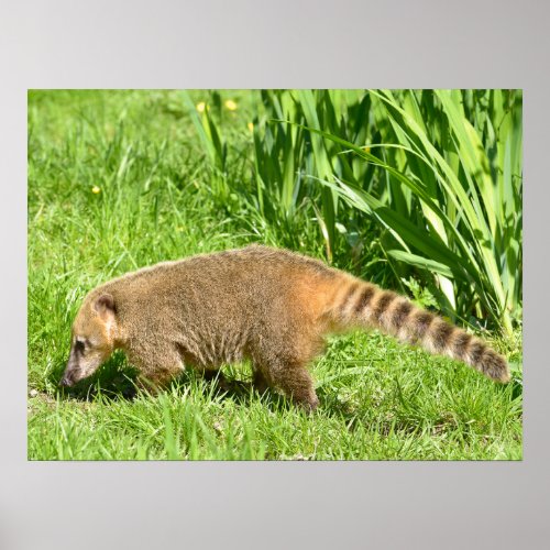Ring_tailed Coati on grass Poster