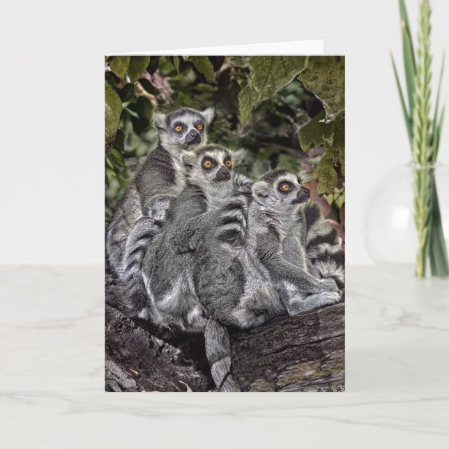 Ring Tailed Leamers in a Row Card (Front)