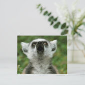 Ring-Tailed Lemur (Standing Front)
