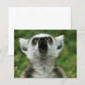 Ring-Tailed Lemur (Front/Back)