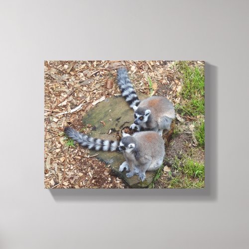 Ring_tailed Lemur 1 Canvas