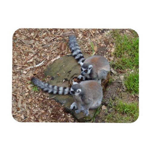 Ring_tailed Lemur 1 Magnet