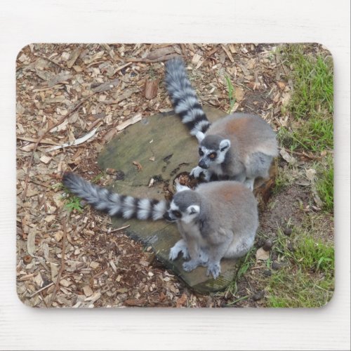 Ring_tailed Lemur 1 Mouse Pad