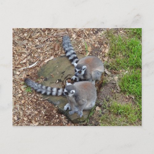 Ring_tailed Lemur 1 Postcard