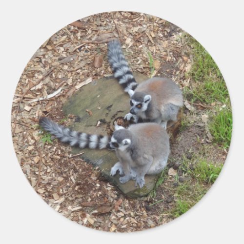 Ring_tailed Lemur 1 Stickers