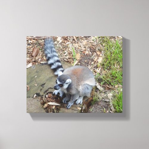 Ring_tailed Lemur 2 Canvas